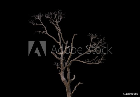 Picture of Dead tree on black background